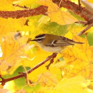 Sommergoldhähnchen