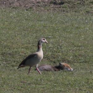 Nilgans