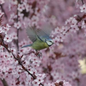 Blue Tit