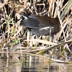 Common Moorhen