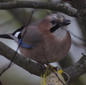 Eurasian Jay