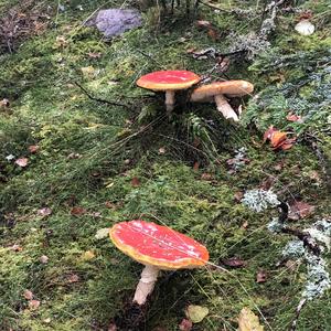 Fly Agaric