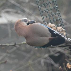 Eurasian Jay