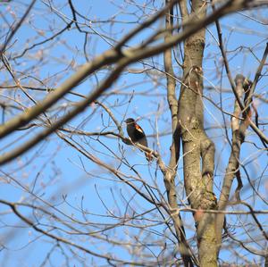 Red-winged Blackbird