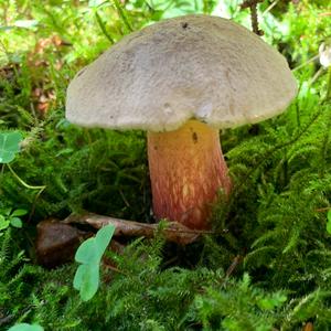 Scarlet-stemmed Bolete