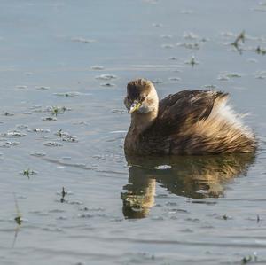 Little Grebe