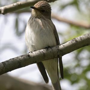 Spotted Flycatcher