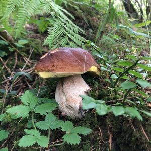 King Bolete