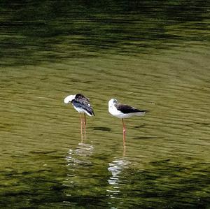 Black-winged Stilt