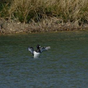 Tufted Duck