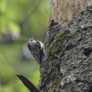 Eurasian Treecreeper