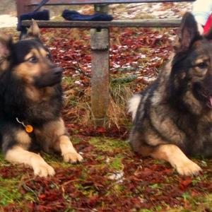 Unknown Breed