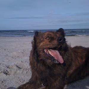 Unknown Breed