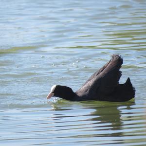 Common Coot