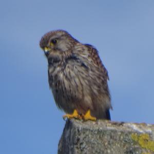 Common Kestrel