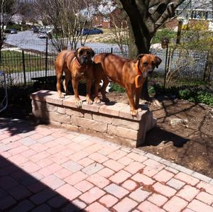 Unknown Breed