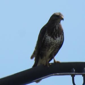 Common Buzzard