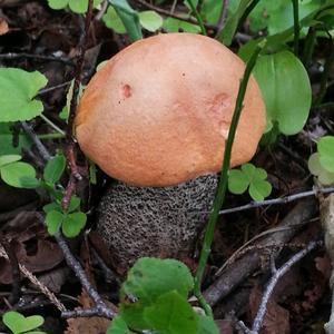 Orange Birch Bolete