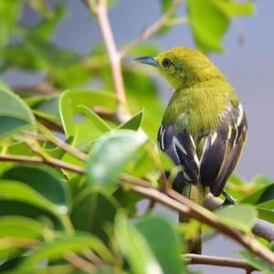 Common Iora