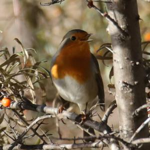 European Robin