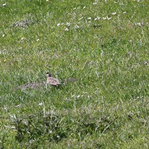 Eurasian Skylark