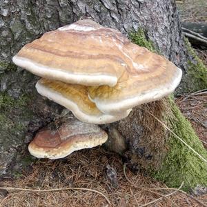 Tinder Polypore