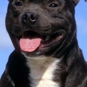 Staffordshire Bullterrier