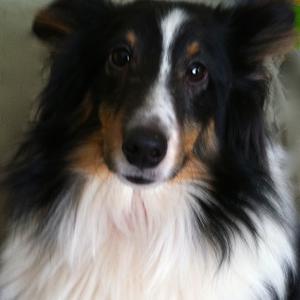 Shetland Sheepdog