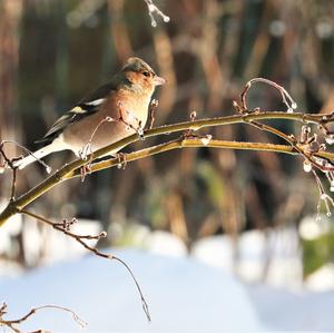 Eurasian Chaffinch