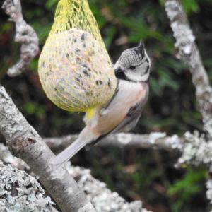 Crested Tit