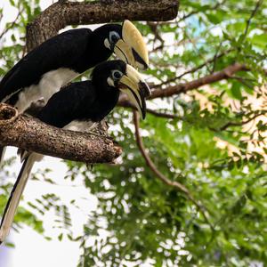 Oriental Pied Hornbill