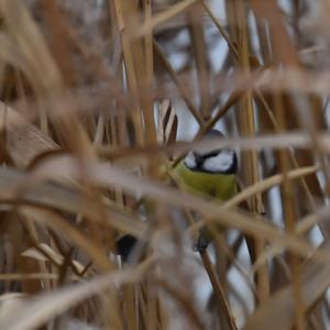 Blue Tit