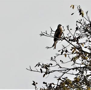 Red Kite