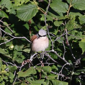 Red-backed Shrike