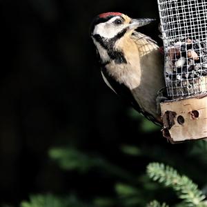 Great Spotted Woodpecker