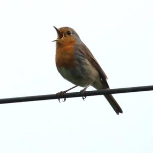 European Robin