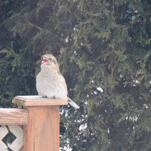 Great Grey Shrike