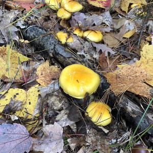 Late Fall Waxy Cap