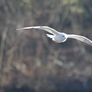 Black-headed Gull