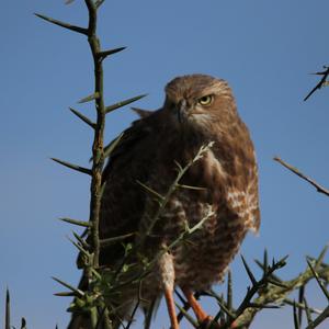 Eastern Chanting-goshawk