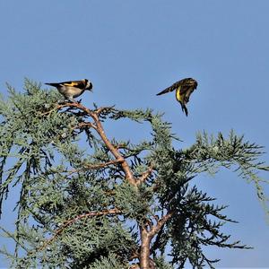 Eurasian Siskin