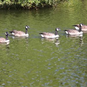 Canada Goose