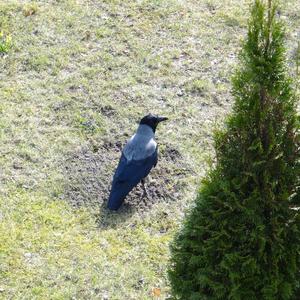 Hooded Crow