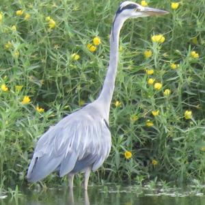 Grey Heron