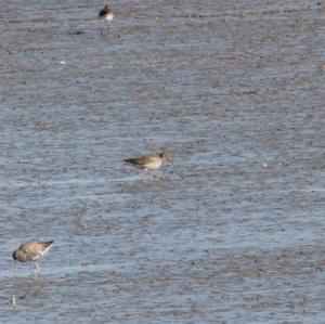 Wood Sandpiper