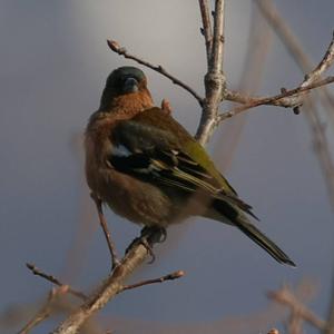 Eurasian Chaffinch