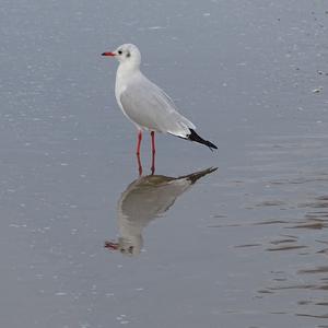 Black-headed Gull