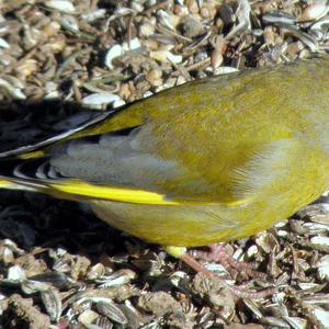 European Greenfinch