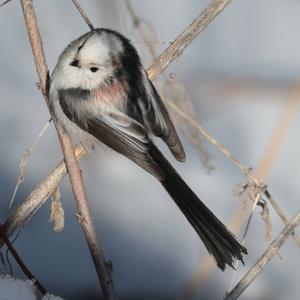 Long-tailed Tit