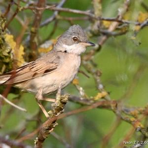 Common Whitethroat